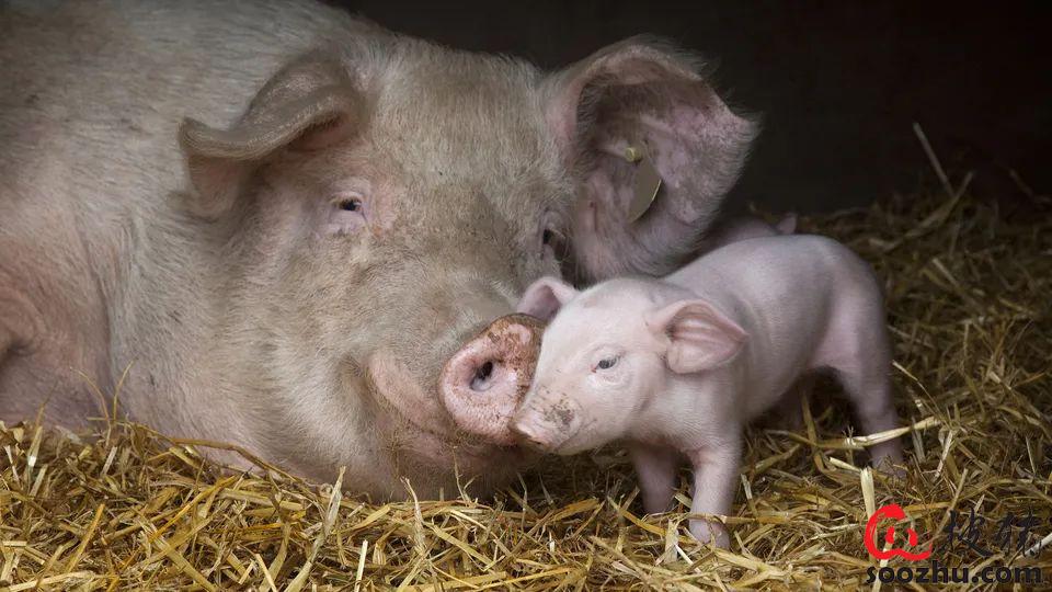 猪一般补硒的方法是（猪怎么补硒）-硒宝网