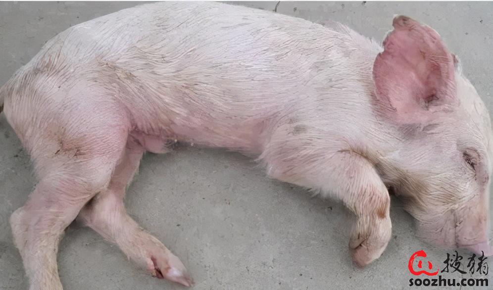 猪一般补硒的方法是（猪怎么补硒）-硒宝网