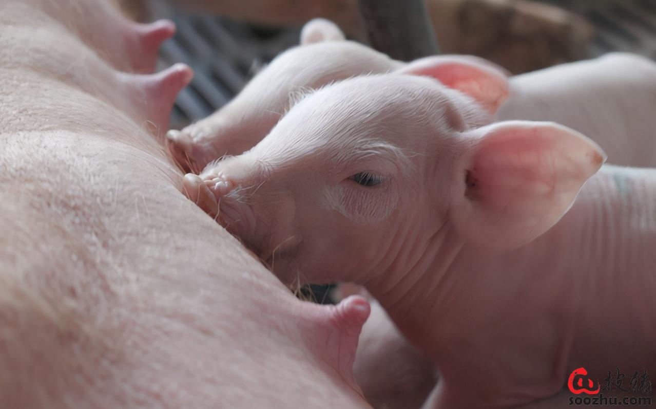 猪一般补硒的方法是（猪怎么补硒）-硒宝网