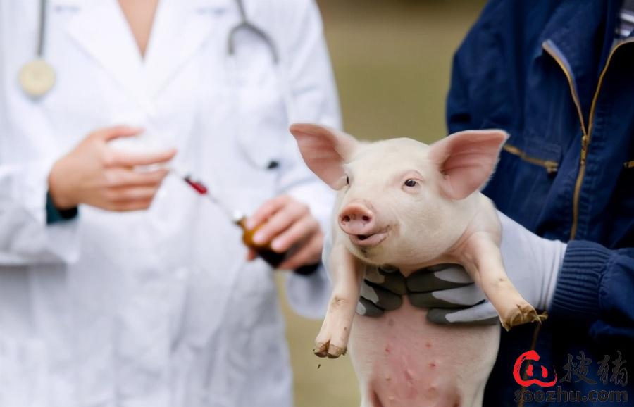 猪一般补硒的方法是（猪怎么补硒）-硒宝网