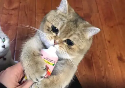 猫怎么补钙（猫补钙吃什么牌子的钙片）-硒宝网
