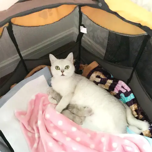 猫怎么补钙（猫补钙吃什么牌子的钙片）-硒宝网