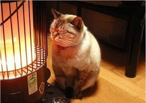 猫怎么补钙（猫补钙吃什么牌子的钙片）-硒宝网