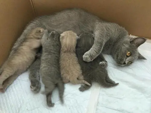 猫怎么补钙（猫补钙吃什么牌子的钙片）-硒宝网