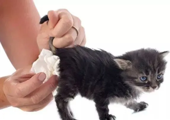 猫怎么补钙（猫补钙吃什么牌子的钙片）-硒宝网