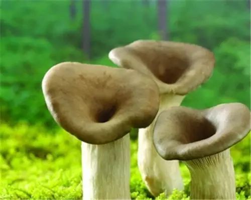 大动脉炎需要补硒吗（补硒需要ve吗）-硒宝网