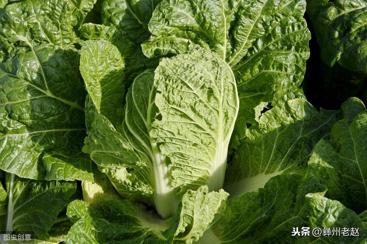 白菜补钙吗(白菜补钙用什么药)-硒宝网