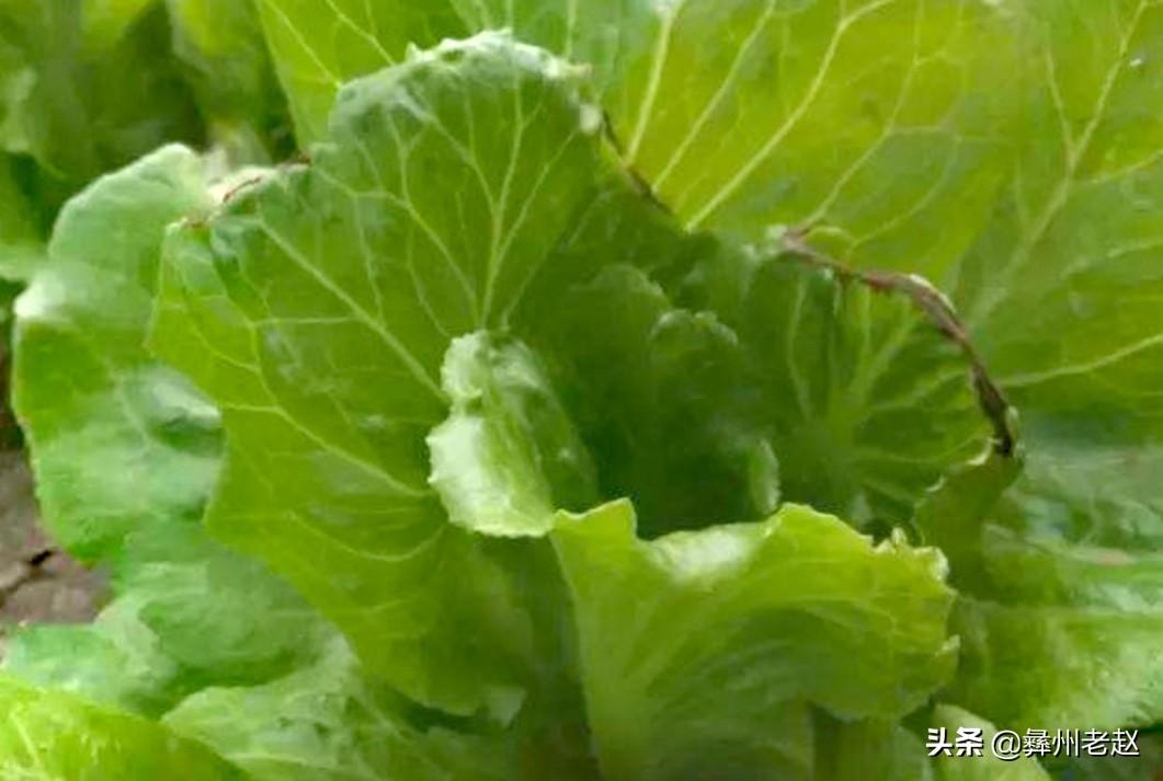 白菜补钙吗(白菜补钙用什么药)-硒宝网