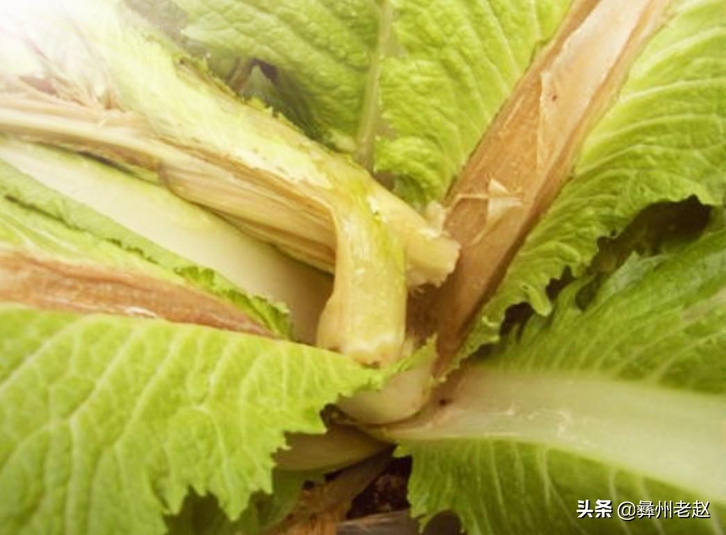 白菜补钙吗(白菜补钙用什么药)-硒宝网
