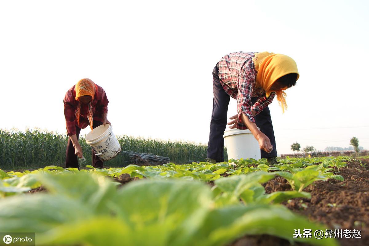 白菜补钙吗(白菜补钙用什么药)-硒宝网