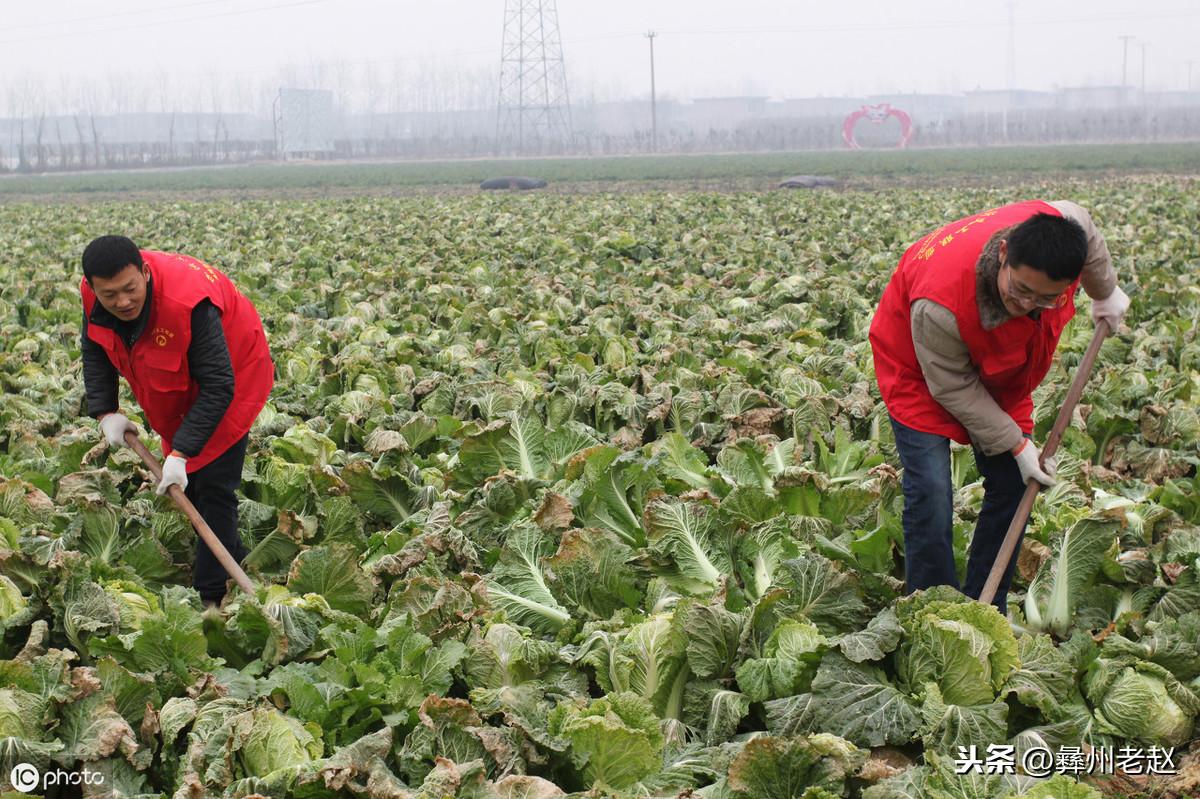 白菜补钙吗(白菜补钙用什么药)-硒宝网