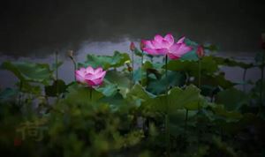 掉头发补硒好不好用（补硒对脱发有效果吗）-硒宝网