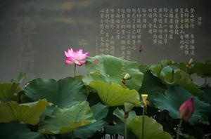 掉头发补硒好不好用（补硒对脱发有效果吗）-硒宝网