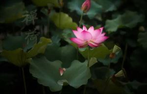 掉头发补硒好不好用（补硒对脱发有效果吗）-硒宝网