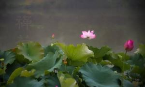 掉头发补硒好不好用（补硒对脱发有效果吗）-硒宝网