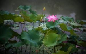 掉头发补硒好不好用（补硒对脱发有效果吗）-硒宝网