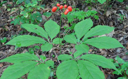 前列腺炎能补硒锌吗(锌硒前列腺炎)-硒宝网