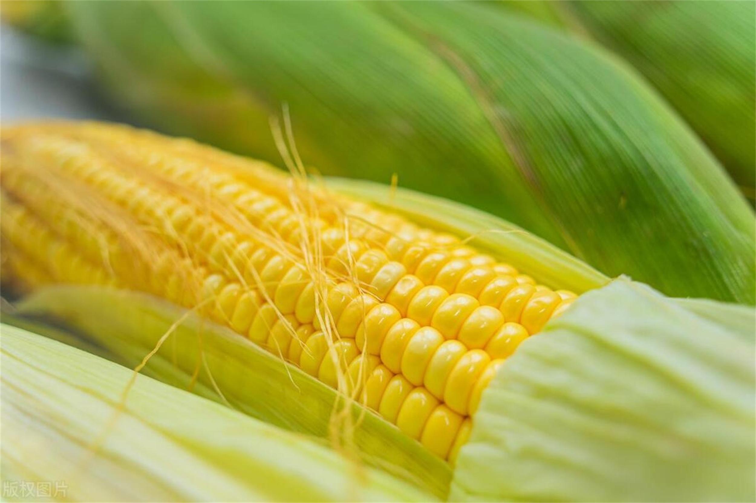 吃啥补硒推荐一下好(补硒买什么药)-硒宝网