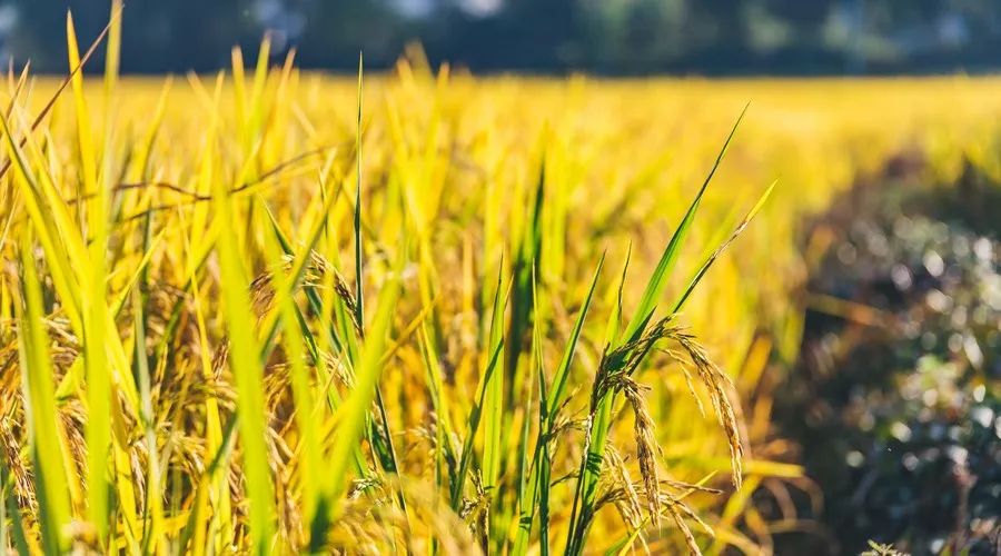 开发富硒产品的意义(发展富硒产业)-硒宝网