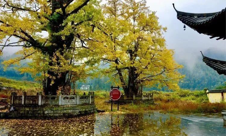 江西明月山富硒产品(明月山富硒水有什么优点)-硒宝网