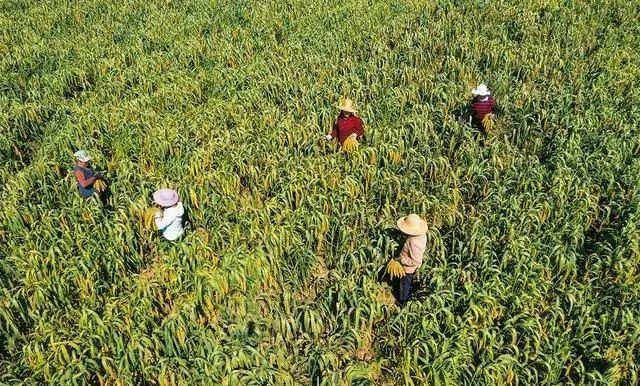 富硒产品的市场分析(富硒分析市场产品需求)-硒宝网