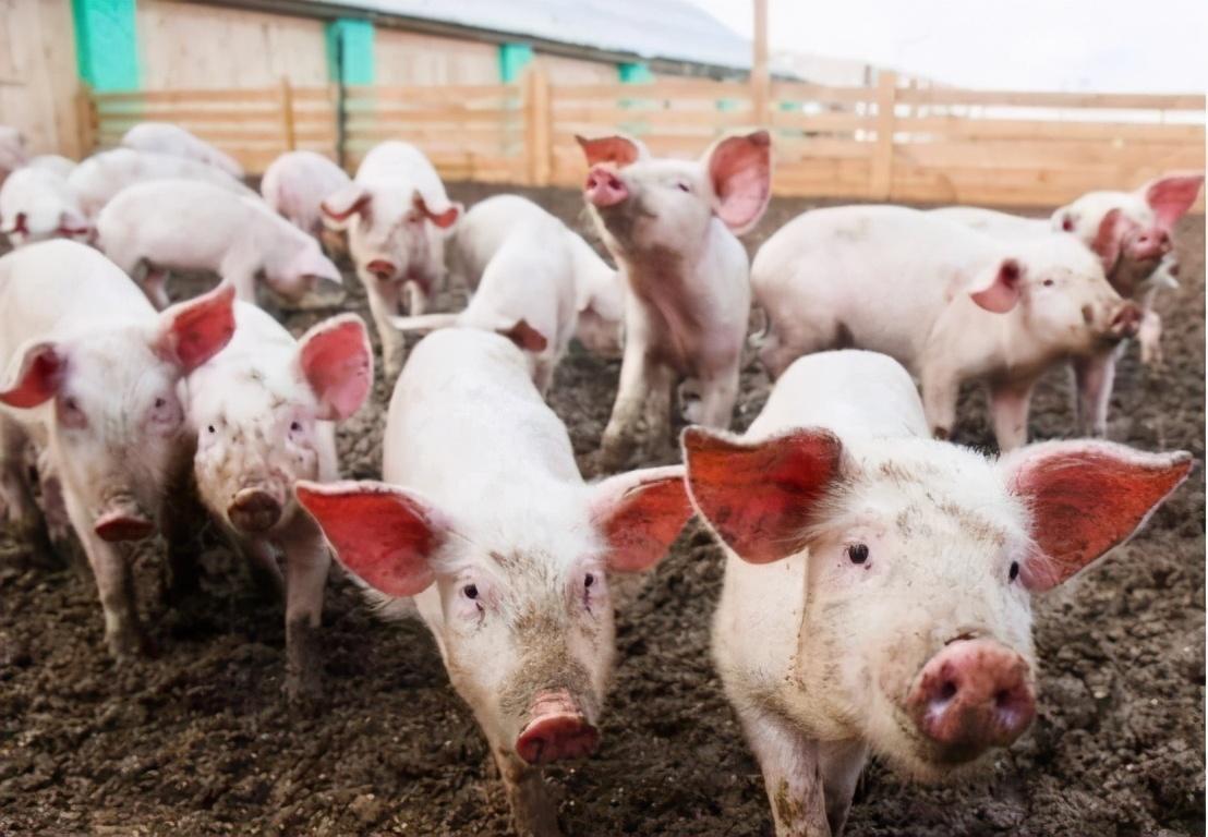 富硒产品的市场分析(富硒分析市场产品需求)-硒宝网