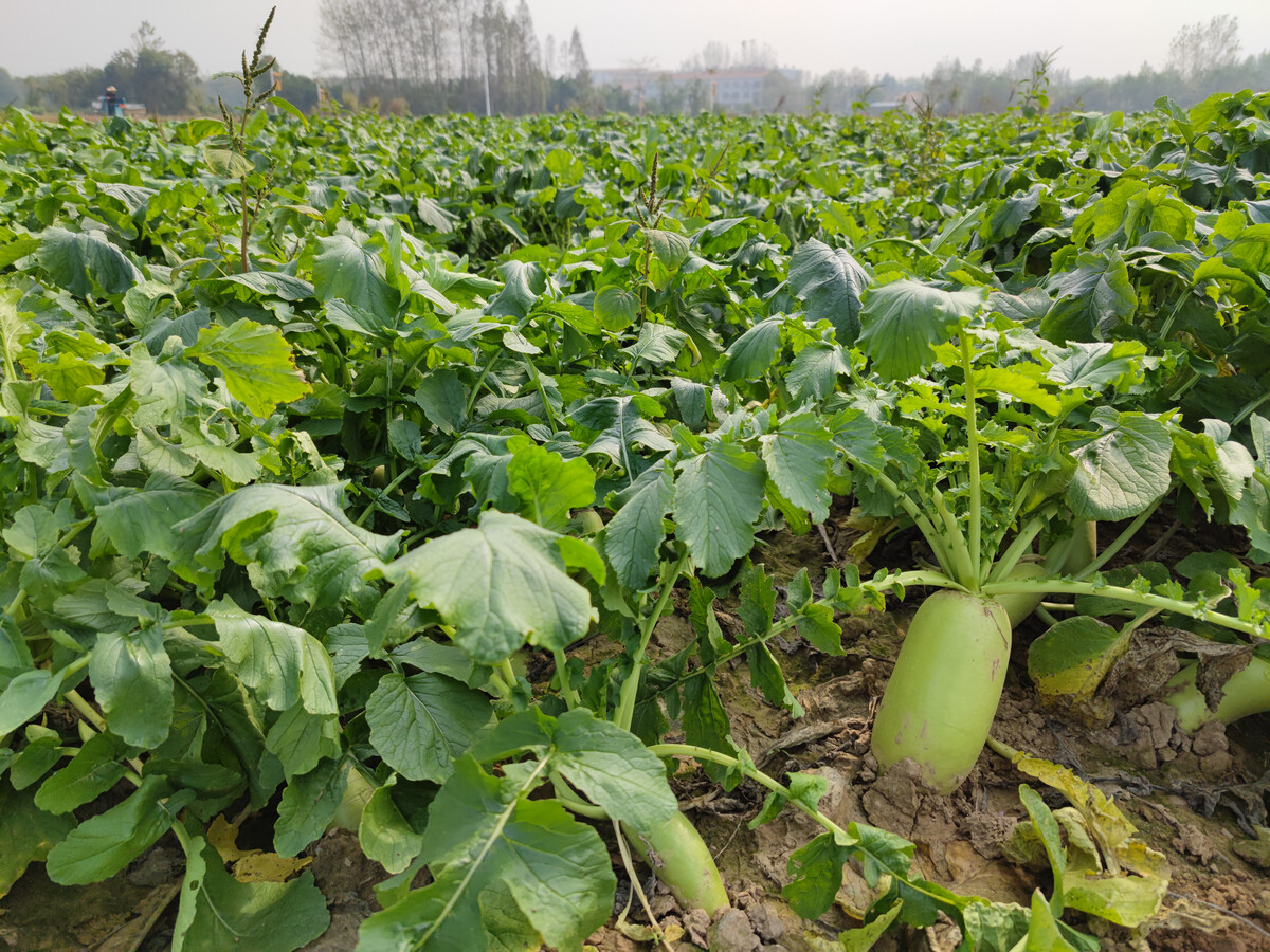 富硒农产品地理标志（富硒地理标志产地）-硒宝网