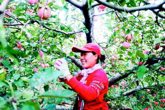 青州富硒农产品企业(富硒蔬菜产业园)-硒宝网