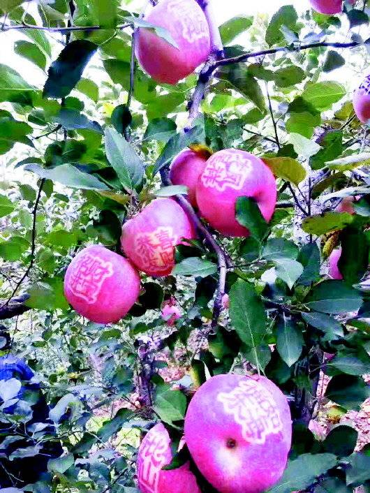 青州富硒农产品企业(富硒蔬菜产业园)-硒宝网