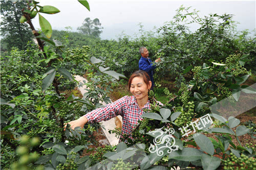 富硒农产品种植公司（富硒种植基地）-硒宝网