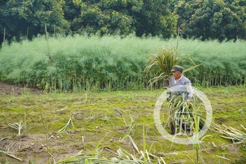江津富硒农产品认证(江津富硒产品有哪些)-硒宝网