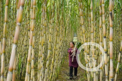 江津富硒农产品认证(江津富硒产品有哪些)-硒宝网