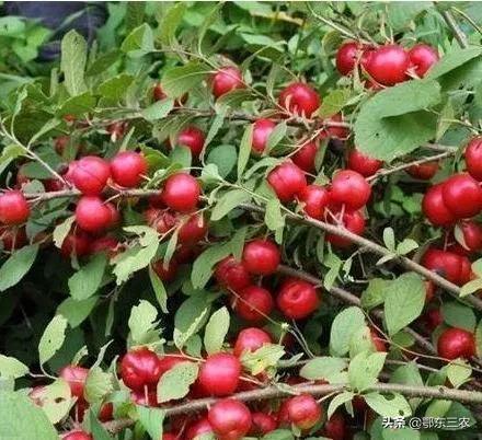 哪些水果补钙效果最好（效果水果补钙好吗）-硒宝网