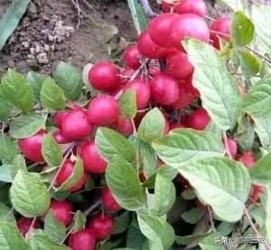 哪些水果补钙效果最好（效果水果补钙好吗）-硒宝网