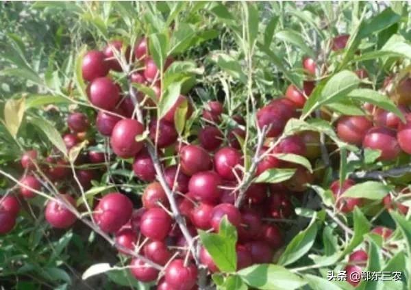 哪些水果补钙效果最好（效果水果补钙好吗）-硒宝网