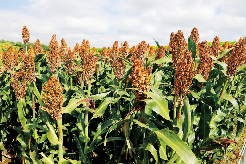 吉林富硒农产品认证(吉林富硒米多少钱一斤)-硒宝网