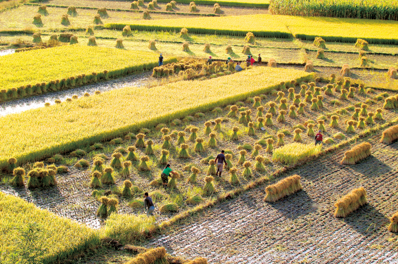 吉林富硒农产品认证(吉林富硒米多少钱一斤)-硒宝网