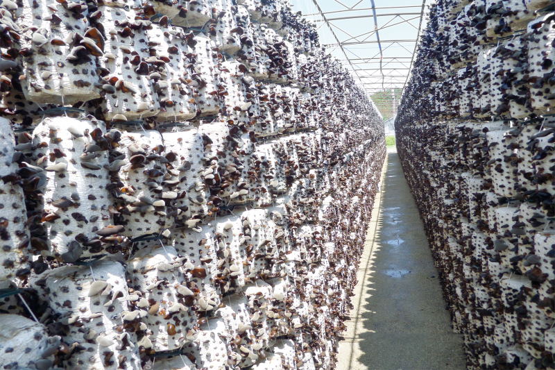 吉林富硒农产品认证(吉林富硒米多少钱一斤)-硒宝网