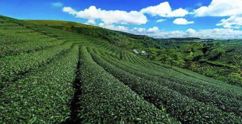 有机富硒农产品种植(农种植机富硒产品有哪些品牌)-硒宝网