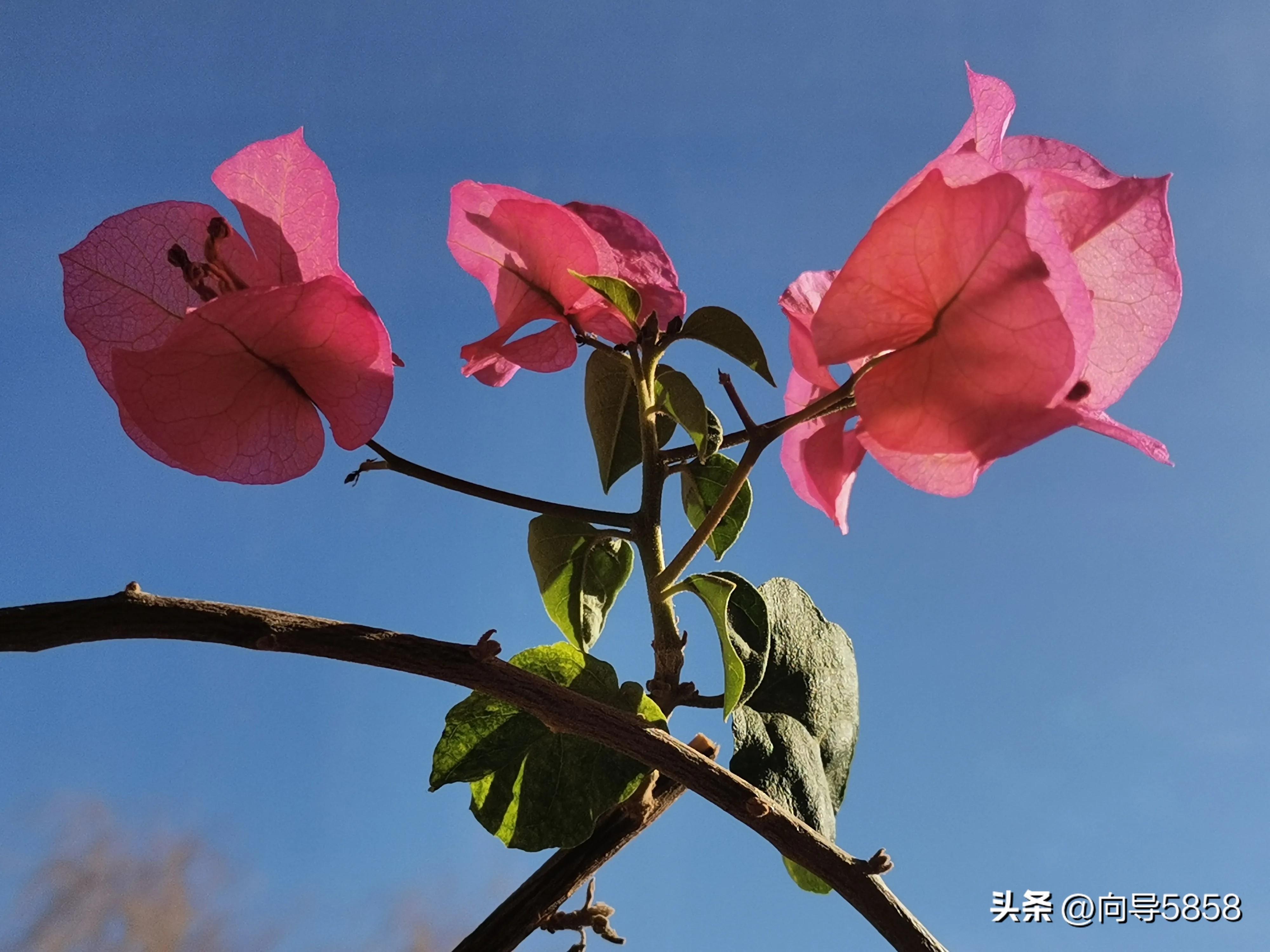 感冒期间可以补钙吗(感冒了补钙的药可以喝吗)-硒宝网