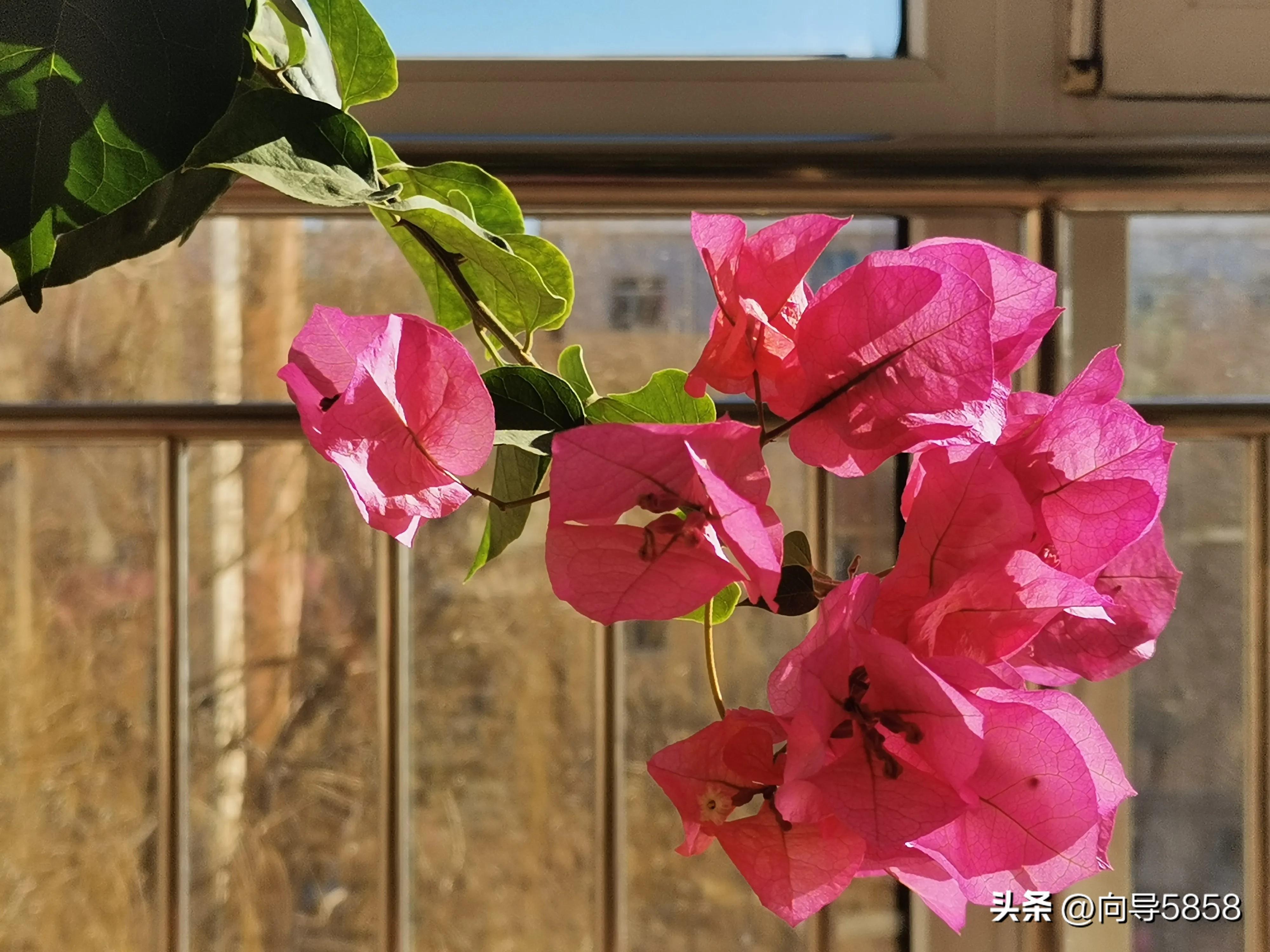 感冒期间可以补钙吗(感冒了补钙的药可以喝吗)-硒宝网