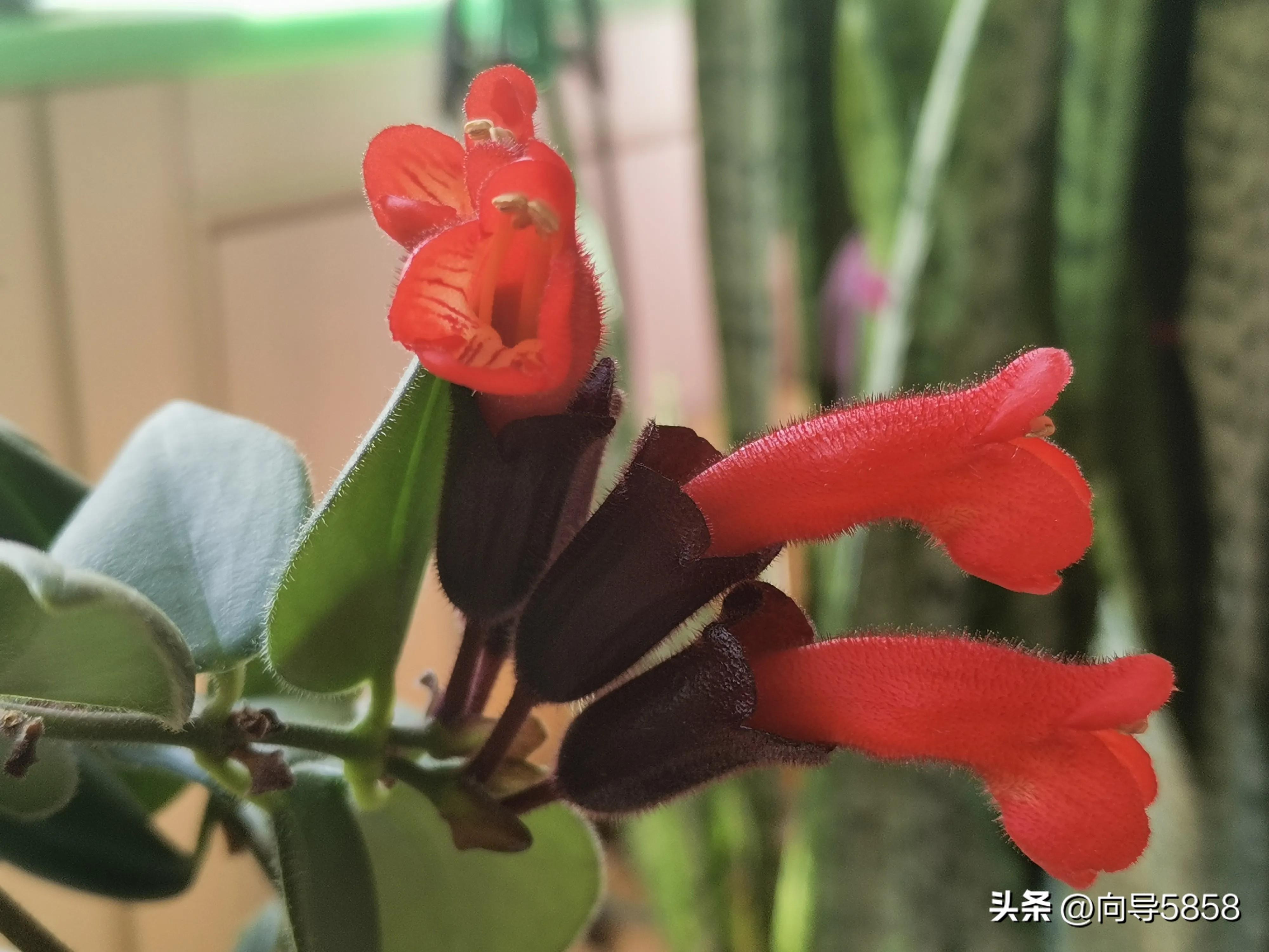 感冒期间可以补钙吗(感冒了补钙的药可以喝吗)-硒宝网