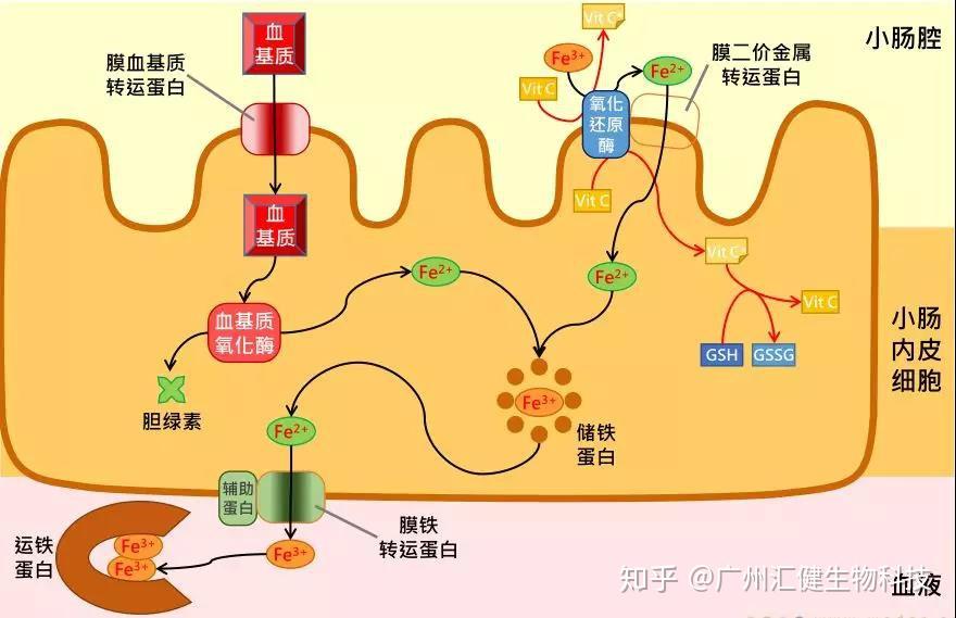 备孕需要补铁吗(备孕补铁)-硒宝网