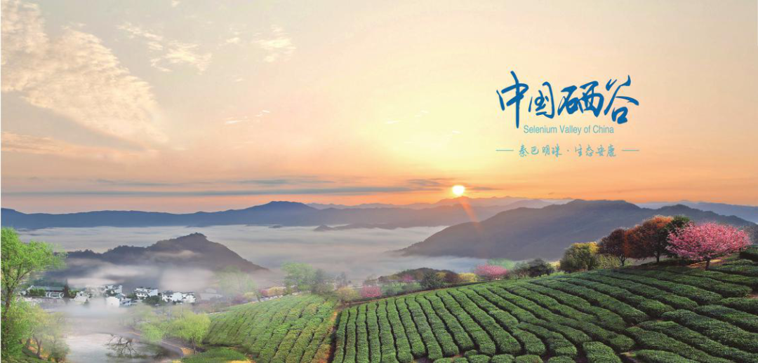 安康富硒绞股蓝产品（恩施的绞股蓝富硒茶多少钱）-硒宝网