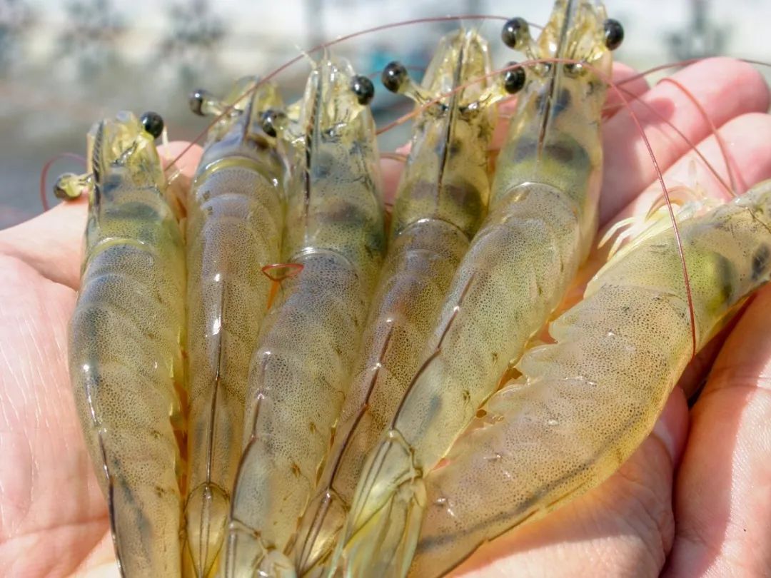 富硒产品有什么功能(富硒功能产品有哪些品牌)-硒宝网