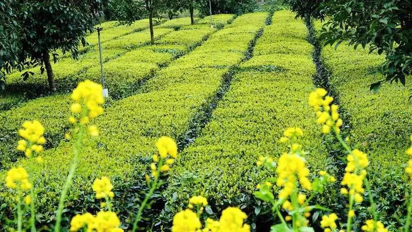 英山富硒产品有哪些(富硒产品是传销吗)-硒宝网