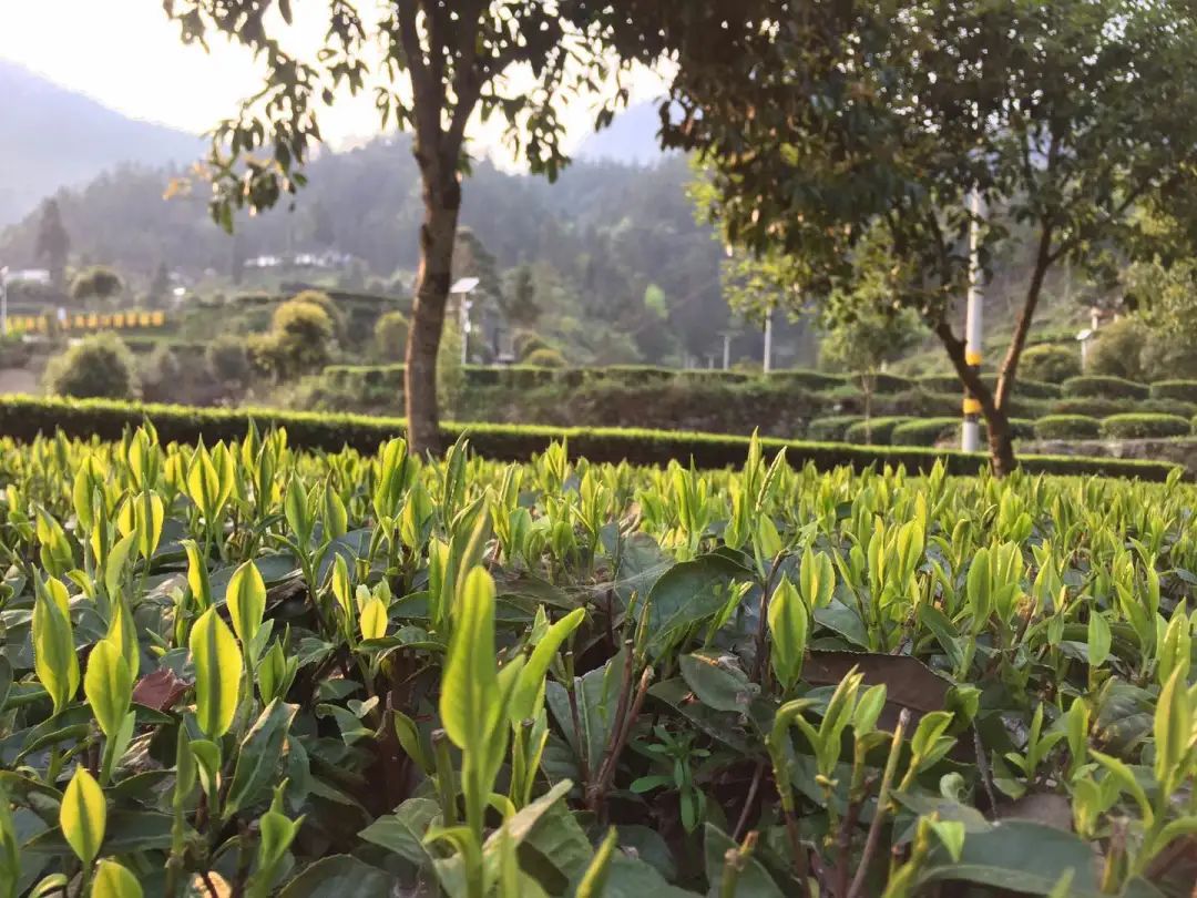 英山富硒产品有哪些(富硒产品是传销吗)-硒宝网