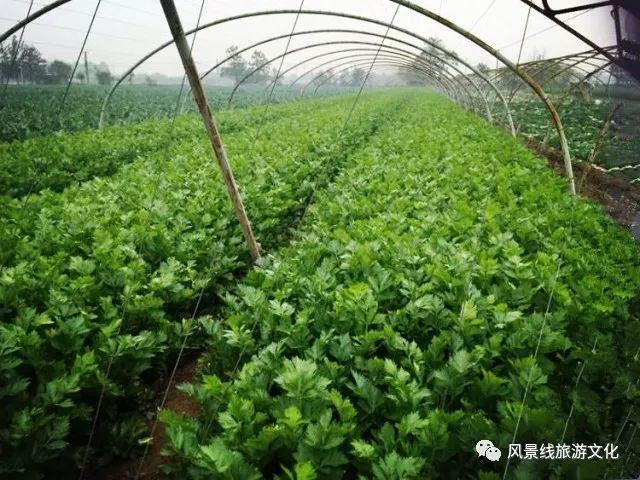 销售富硒产品的平台(销售富硒平台产品怎么做)-硒宝网