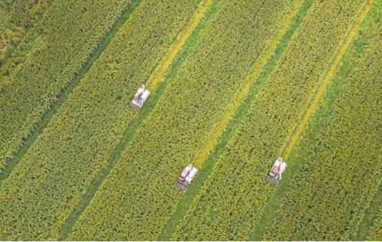 江津有哪些富硒产品(江津富硒产品有哪些)-硒宝网