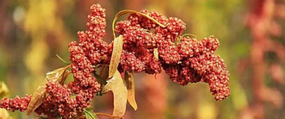 功能农业富硒产品二(富硒农业是什么)-硒宝网